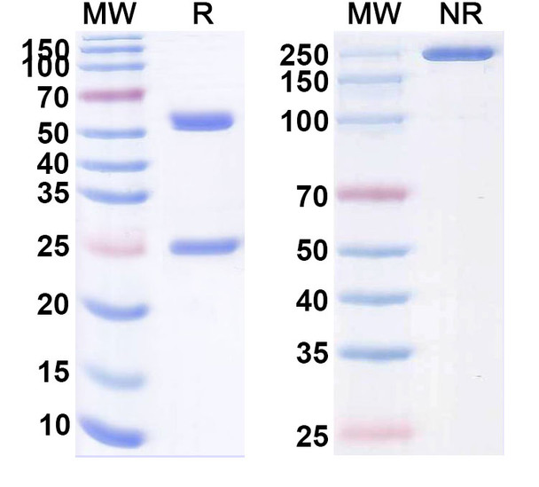 Rulonilimab Antibody - SDS-PAGE