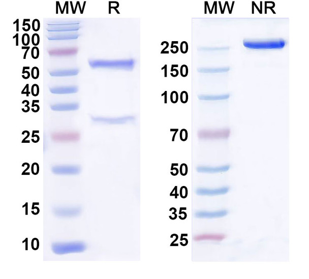 Tamgiblimab Antibody - SDS-PAGE