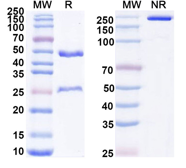 Ligufalimab Antibody - SDS-PAGE