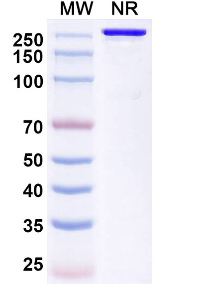 Trinbelimab Antibody - SDS-PAGE