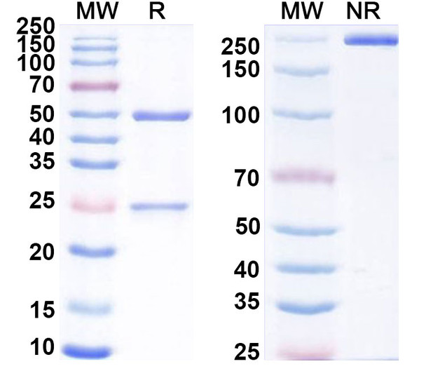 Eblasakimab Antibody - SDS-PAGE
