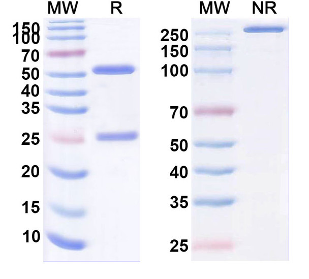 Zamerovimab Antibody - SDS-PAGE