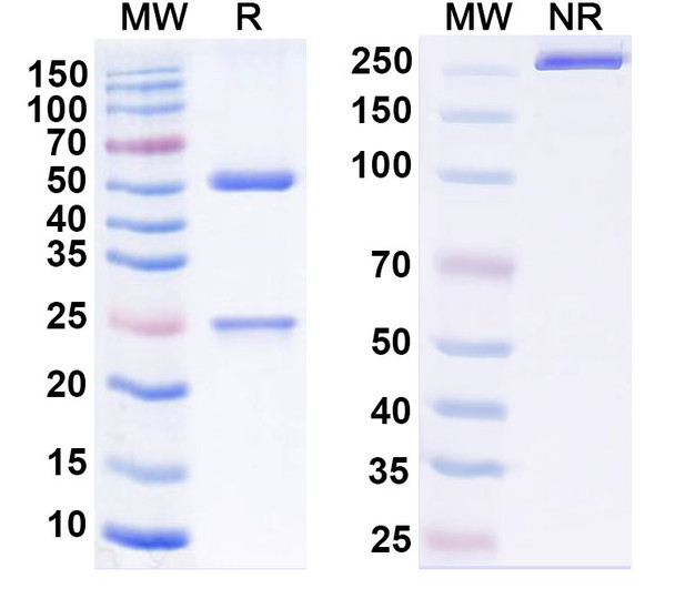 Adintrevimab Antibody - SDS-PAGE
