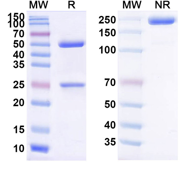 MOR106 Antibody - SDS-PAGE