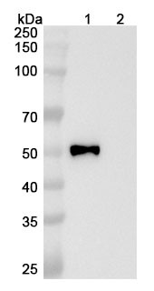 Semzuvolimab Antibody - WB