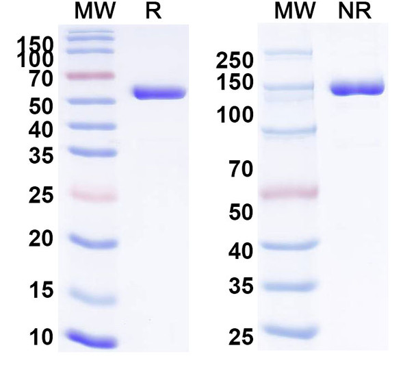 Crefmirlimab Antibody - SDS-PAGE