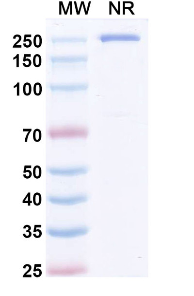 Masavibart Antibody - SDS-PAGE