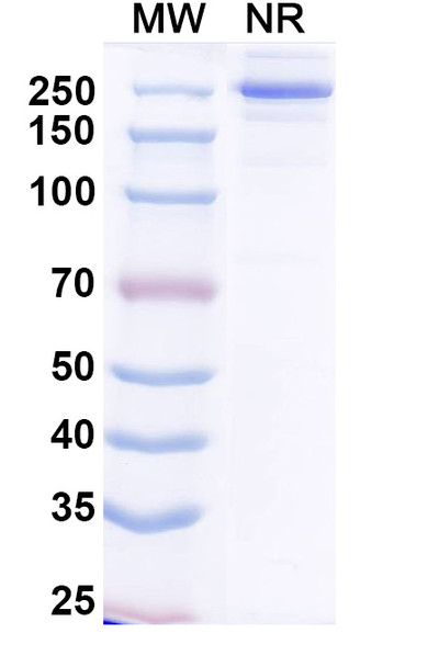 Ogalvibart Antibody - SDS-PAGE