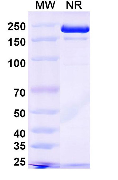 Plutavimab Antibody - SDS-PAGE