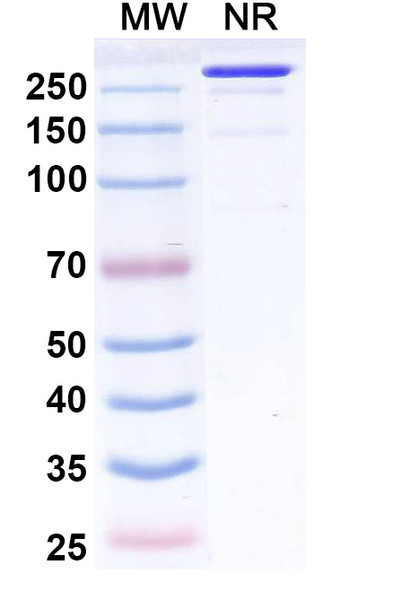 Fiztasovimab Antibody - SDS-PAGE