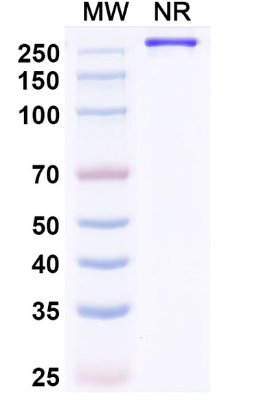 Paridiprubart Antibody - SDS-PAGE