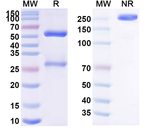 Latikafusp (Research-Grade) - SDS-PAGE