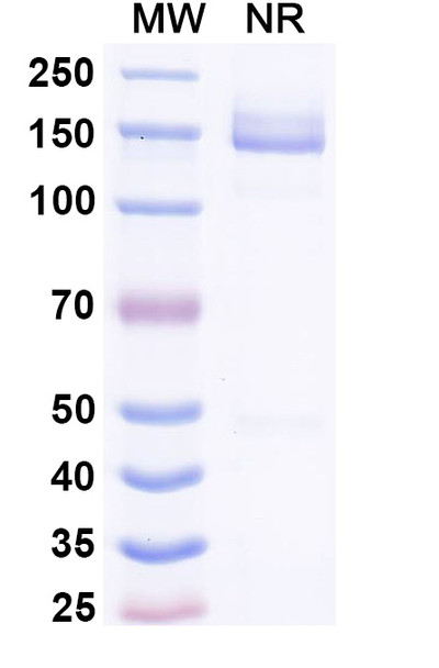 Lepunafusp alfa (Research-Grade) - SDS-PAGE