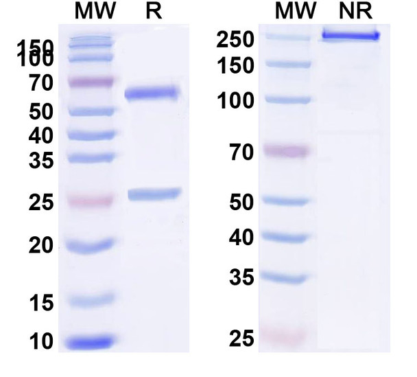 BHQ880 Antibody - SDS-PAGE