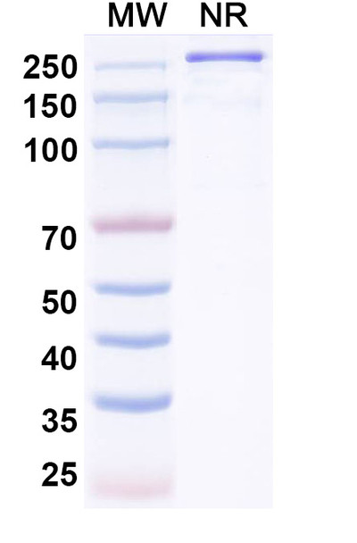IO-108 Antibody - SDS-PAGE