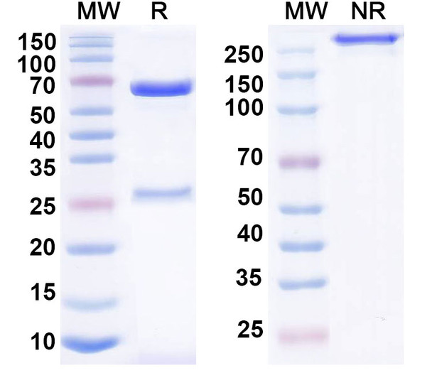 IO-202 Antibody - SDS-PAGE