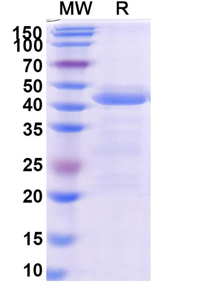 Ensovibep (Research-Grade) - SDS-PAGE