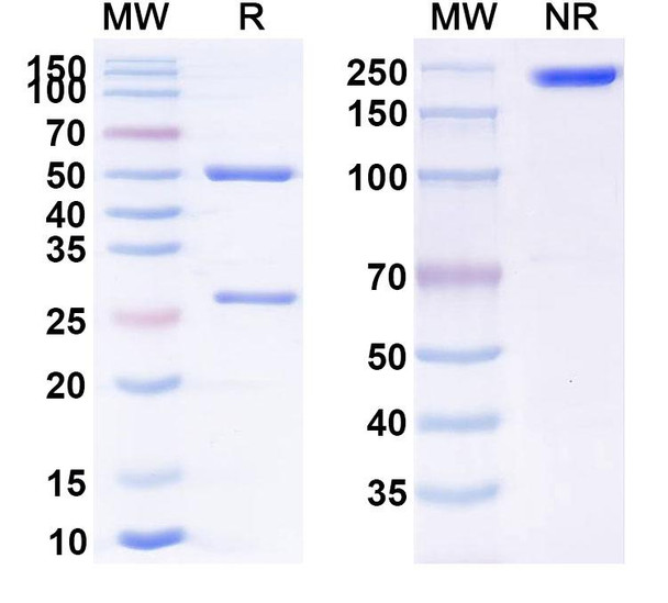 Human CD277/BTN3A1 Antibody (CTX 2026) - SDS-PAGE