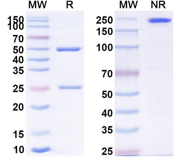 Human CD155/PVR Antibody (Ab825) - SDS-PAGE