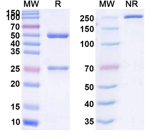 Human CD73/NT5E (INCA00186) Antibody - SDS-PAGE