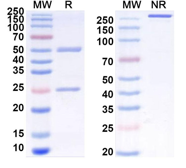 Human CD198/CCR8 (BMS-986340) Antibody - SDS-PAGE