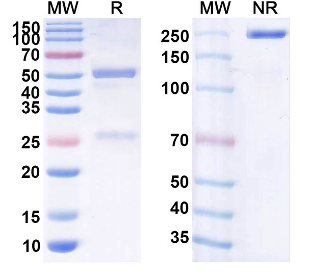 Human CD19 (NKX019) Antibody - SDS-PAGE