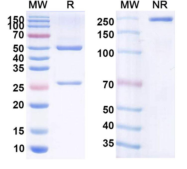Human CD19 (PCAR-019) Antibody - SDS-PAGE