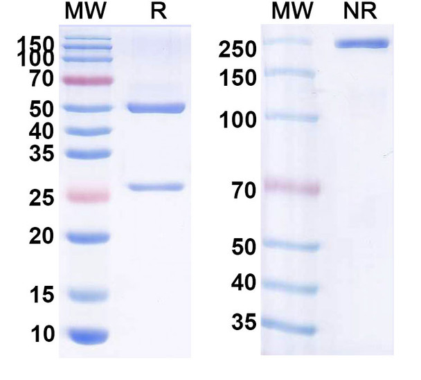 Human CD19 (PZ01) Antibody - SDS-PAGE