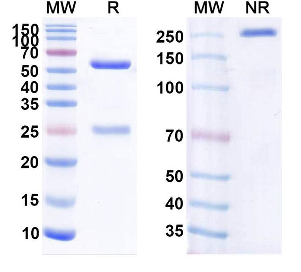 Human CD20/MS4A1 (BAT 4406F) Antibody - SDS-PAGE