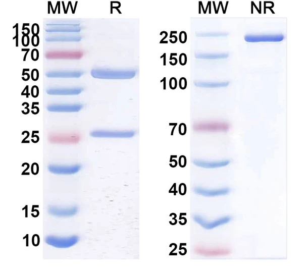 Human CD20/MS4A1 (PRO131921) Antibody - SDS-PAGE