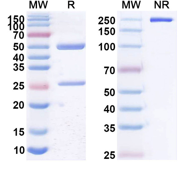 Human CD20/MS4A1 (NAV006) Antibody - SDS-PAGE
