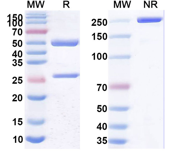 Human CD25/IL2RA (STI-003) Antibody - SDS-PAGE