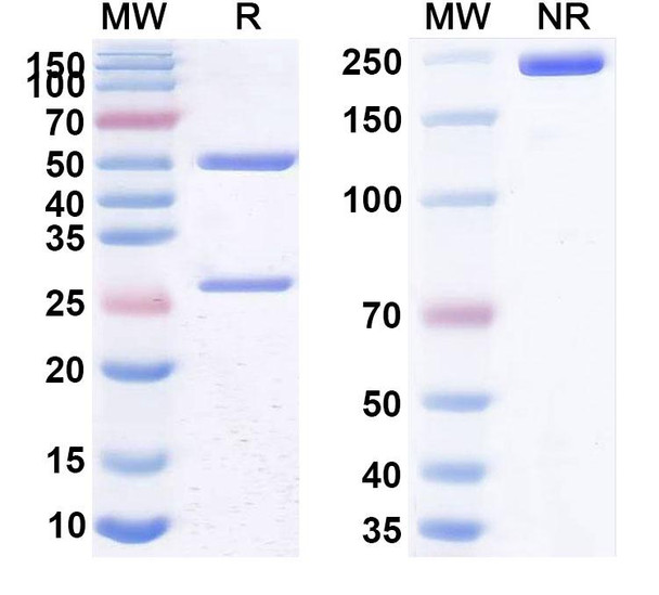 Human CD25/IL2RA (RO7296682) Antibody - SDS-PAGE