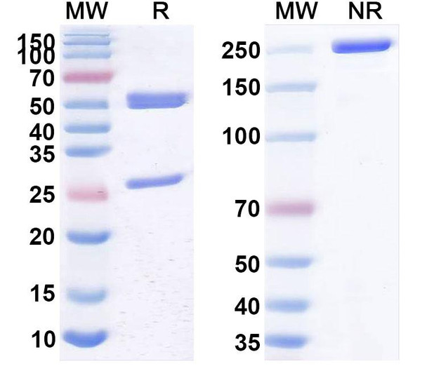 Human CD3E (AFM15) Antibody - SDS-PAGE