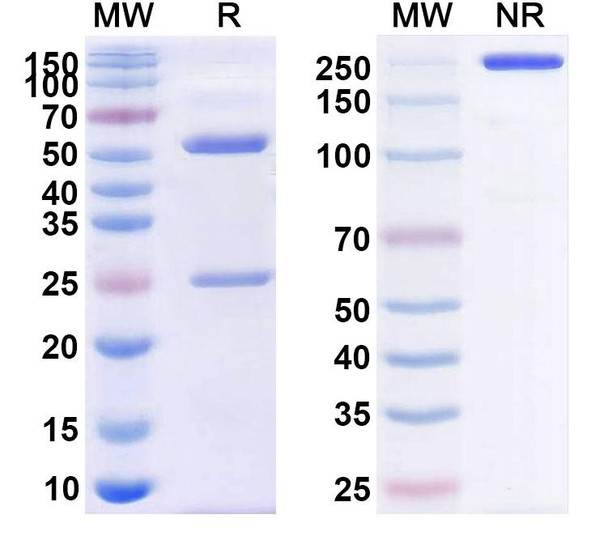 Human CD38/ADPRC 1 (TAK-573) Antibody - SDS-PAGE