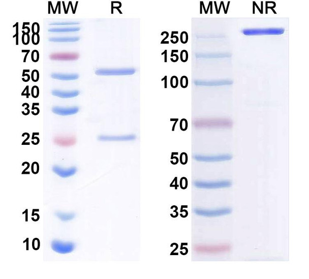 Human CD40/TNFRSF5 (LVGN7409) Antibody - SDS-PAGE