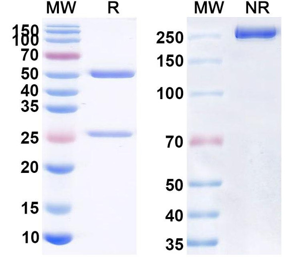 Human CD44 (VB6-008) Antibody - SDS-PAGE