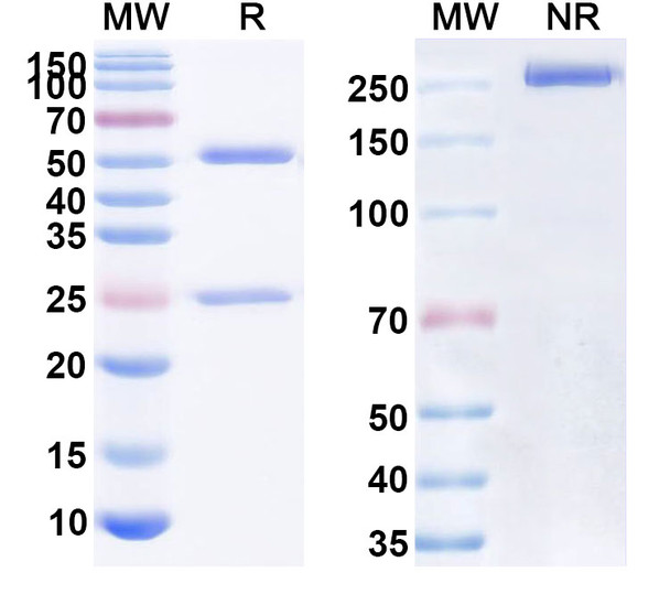 Human CD47/MER6 (BAT6004) Antibody - SDS-PAGE