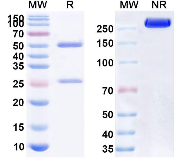Human CD47/MER6 (HMPL-a83) Antibody - SDS-PAGE