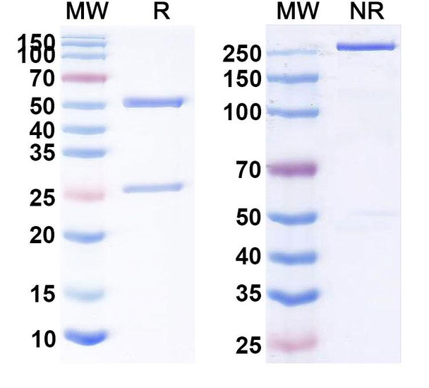 Human CD47/MER6 (sB24M) Antibody - SDS-PAGE