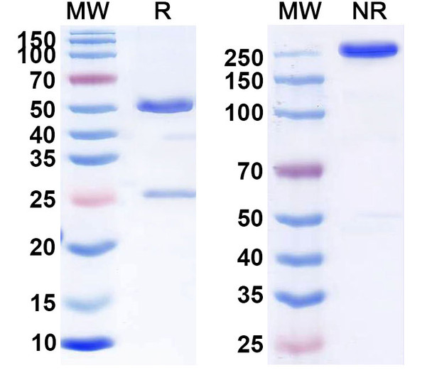 Human CD7 (GC027) Antibody - SDS-PAGE