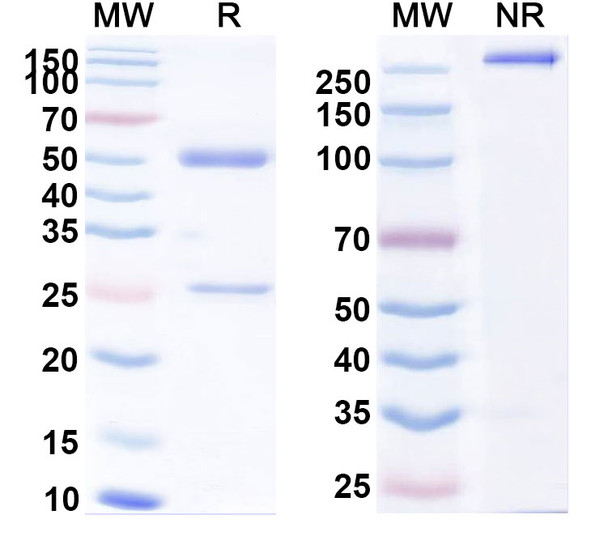 Human CD98/SLC3A2 (KHK2898) Antibody - SDS-PAGE