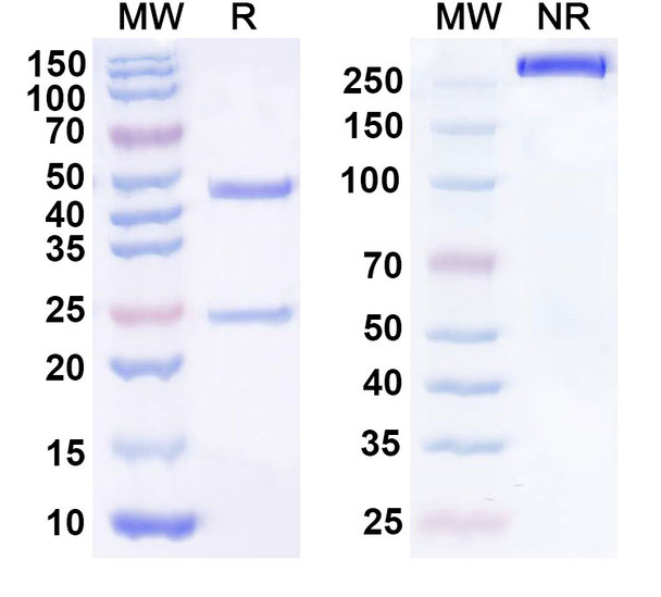 Human CD318/CDCP1 (RG7287) Antibody - SDS-PAGE