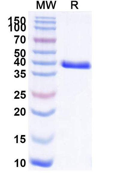 Human CD66c/CEACAM6 (L-DOS-47) Antibody - SDS-PAGE