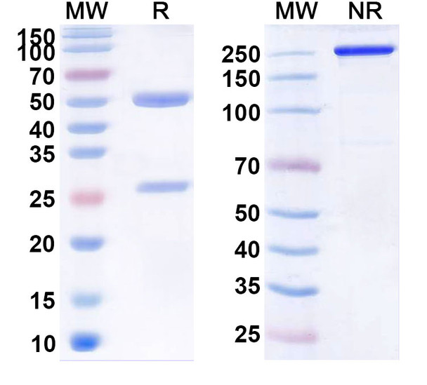 Human CLDN18.2 (BC008) Antibody - SDS-PAGE