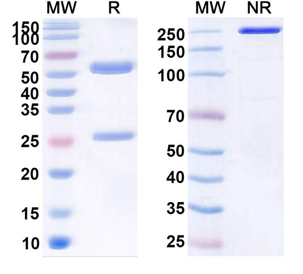 Human CLDN18.2 (LB1904) Antibody - SDS-PAGE