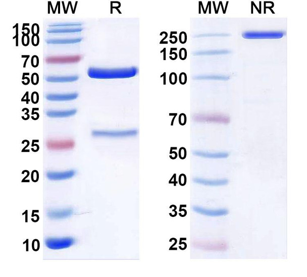 Human CLDN6 (IMAB-027) Antibody - SDS-PAGE