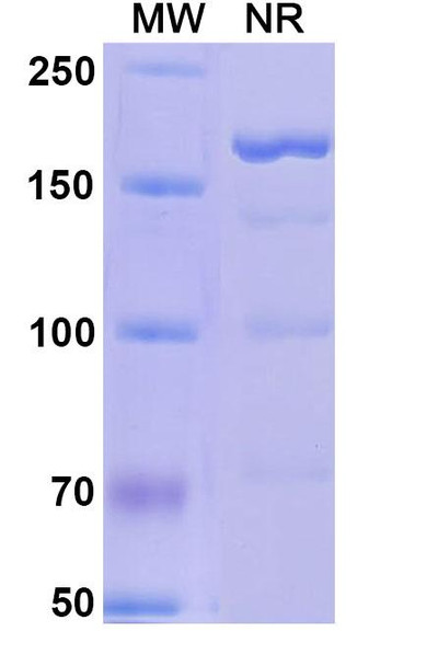 Alefacept (Research-Grade) - SDS-PAGE