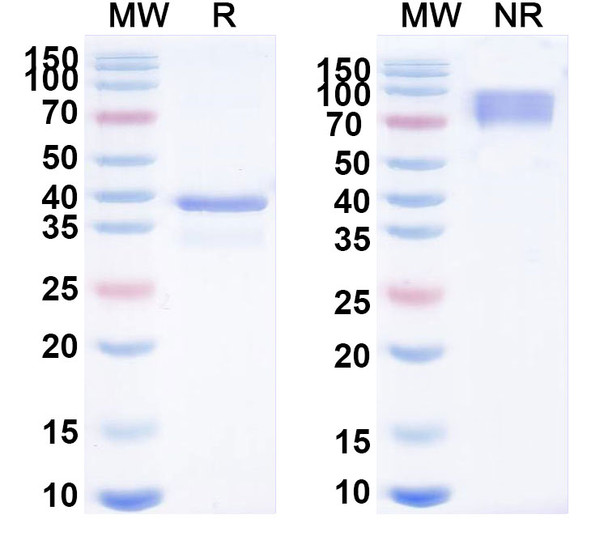 Atacicept (Research-Grade) - SDS-PAGE
