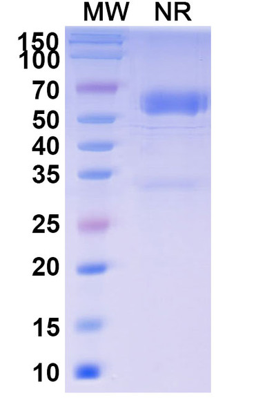 Baminercept Alfa (Research-Grade) - SDS-PAGE